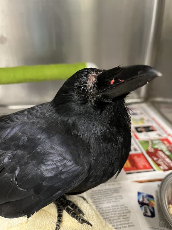 American Crow and The West Nile Virus 