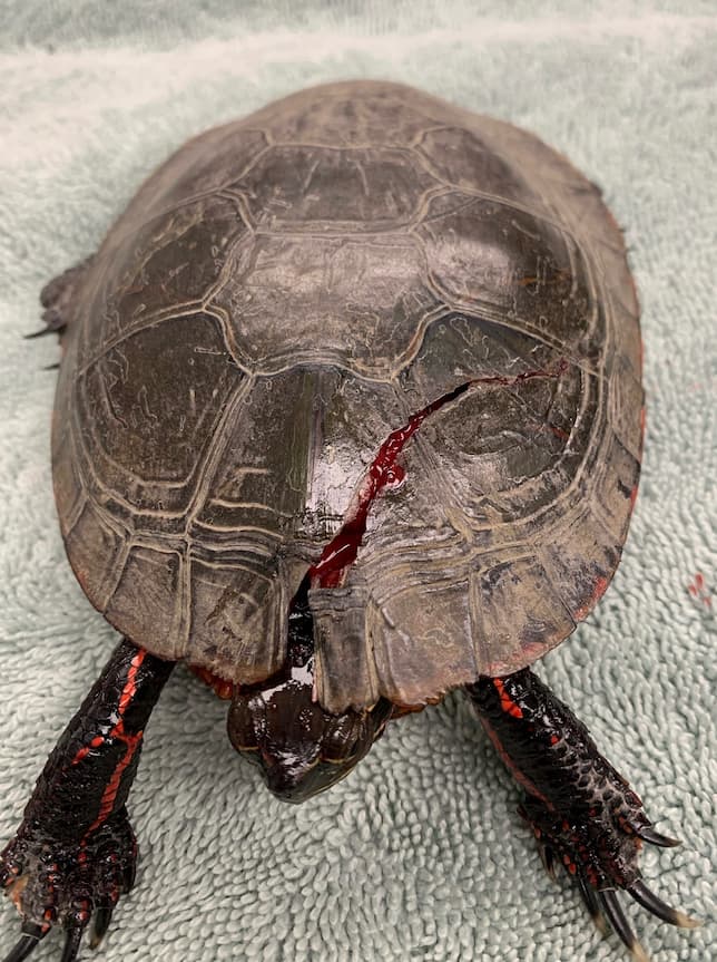 Turtle Shell Repair
