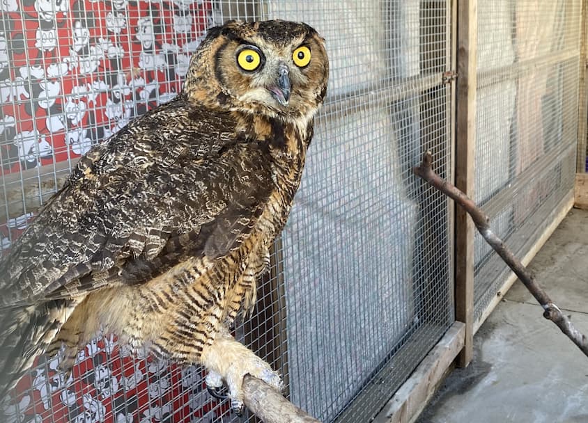 Great Horned Owl Case Report