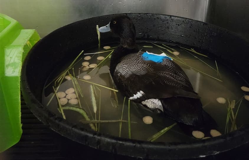 The Lesser Scaup