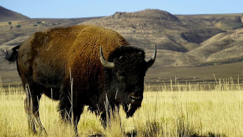 The Prairie State