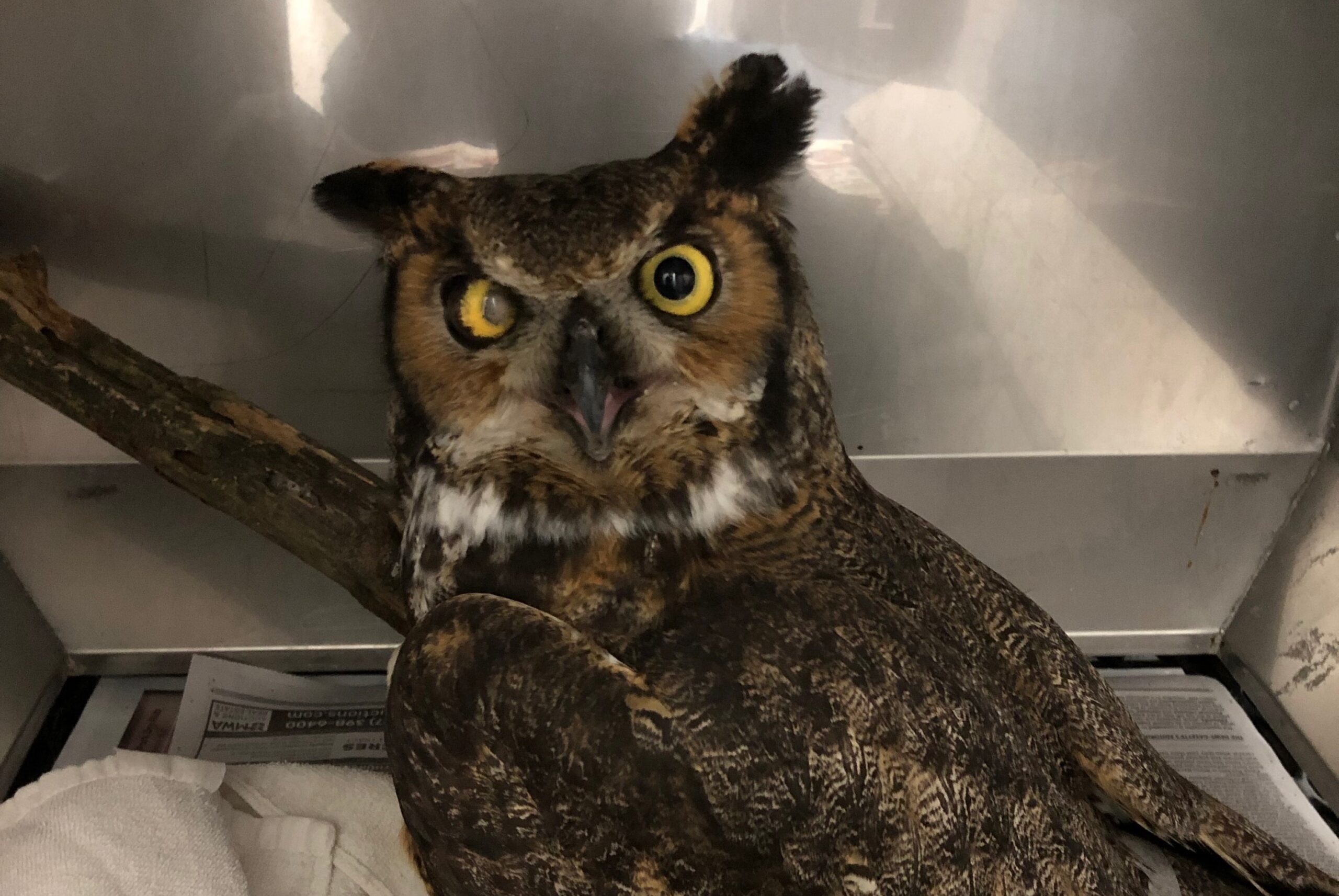 Owl Oddities