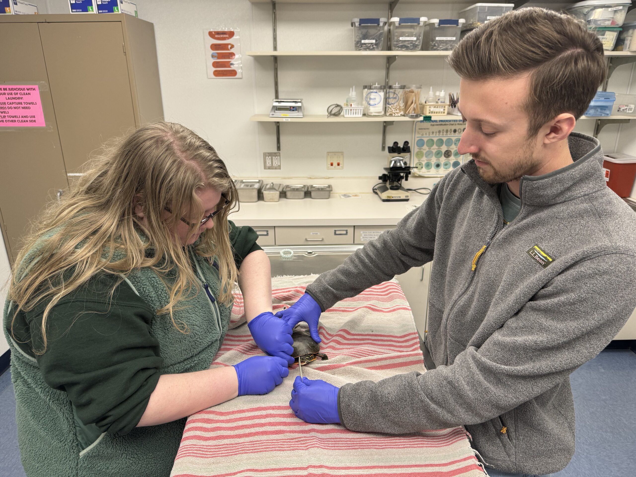Therapy in Reptiles