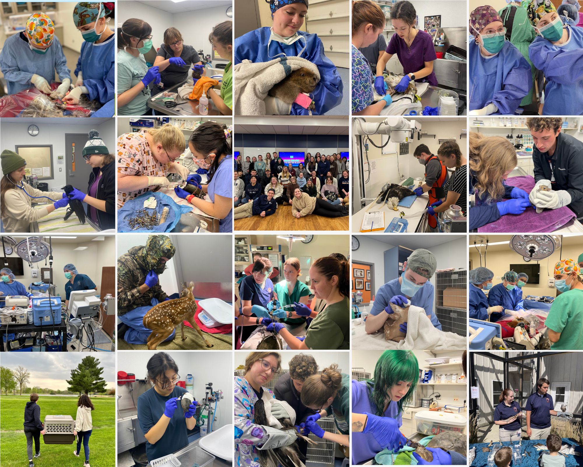 Not All Heroes Wear Capes – But These Veterinary Students Do