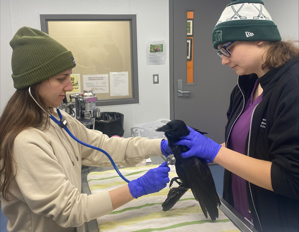 American Crow and a Student’s Journey in WMC