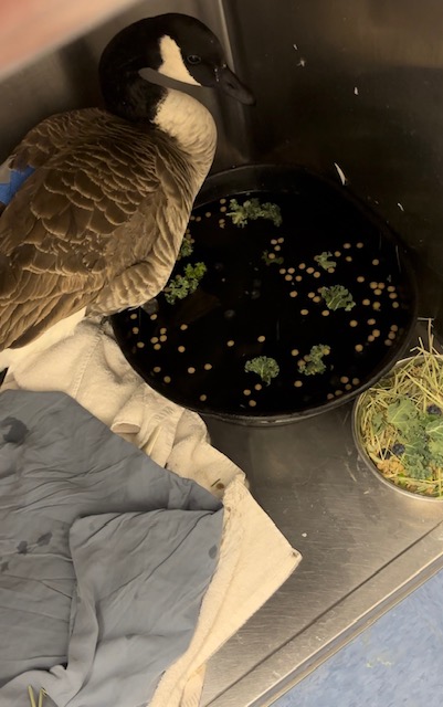 First-Year Vet Student and One Canada Goose
