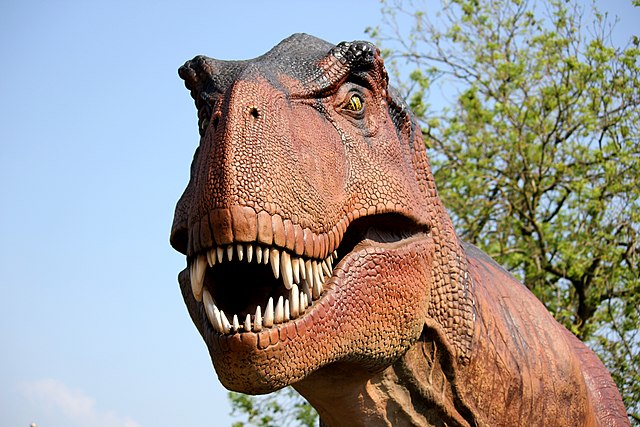 Case Report: Tyrannosaurus Rex