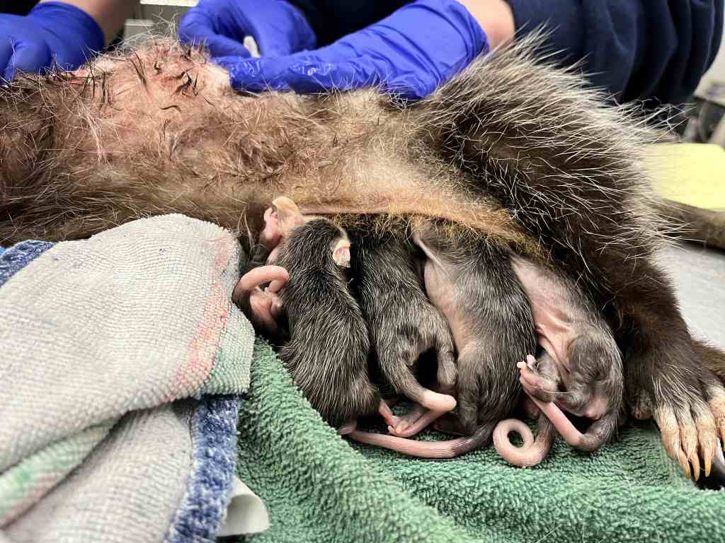Mother’s Day and Mama Opossum