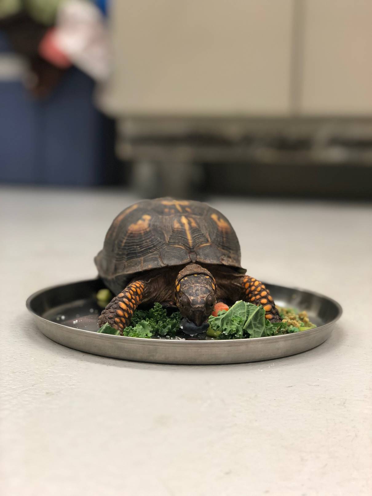 Critters Uncaged: Meet Hazel