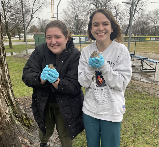 Two Wildlife Medical Clinic volunteers holding orphaned bunnies.