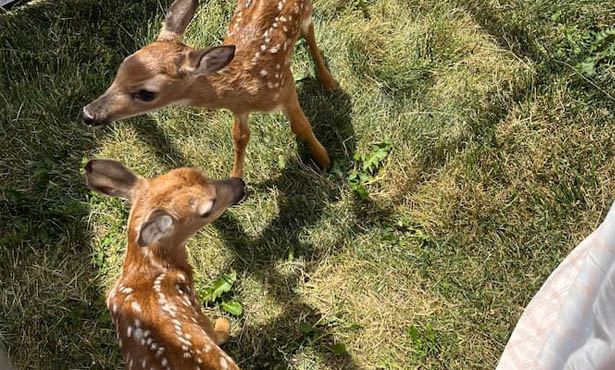 Fawns