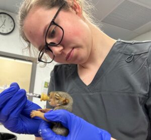 Student feeding baby squirrel with a a syringe.
