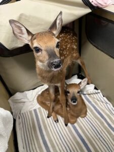Two white tailed fawns on a blanket.