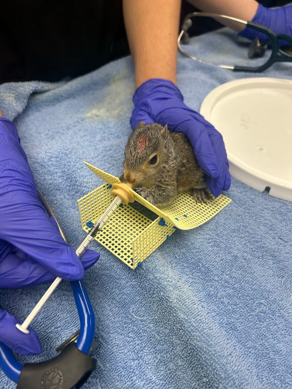 When should an animal come to the Wildlife Medical Clinic?