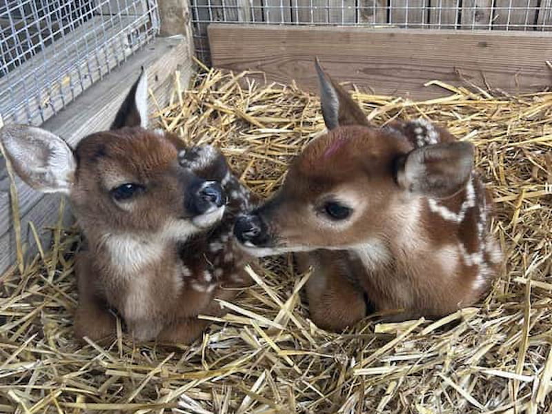 Chronic Wasting Disease in White-tail Deer