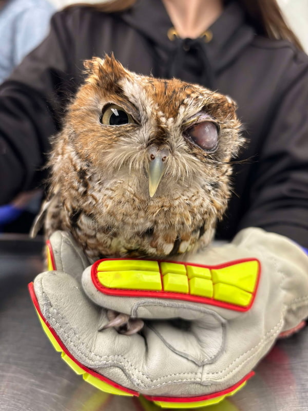 Case Study: The Hoot on Owl Eyes
