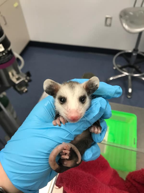 Should you rescue that animal? Understanding injured wildlife