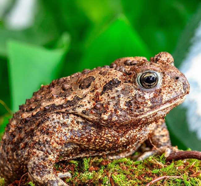 Basil the Toad