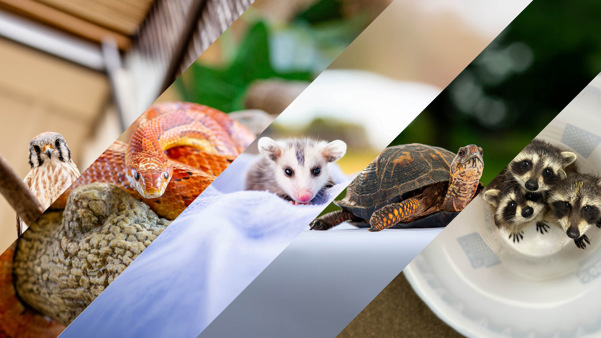 Collage of wildlife animals previously clients at the University of Illinois, Wildlife Clinic at the College of Veterinary Medicine.
