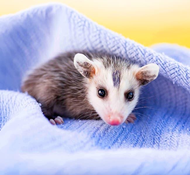 Baby Opossum