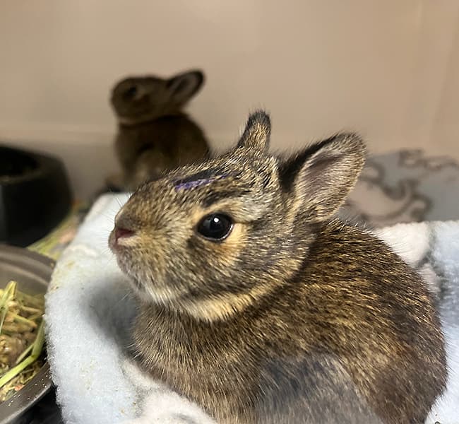Baby bunnies