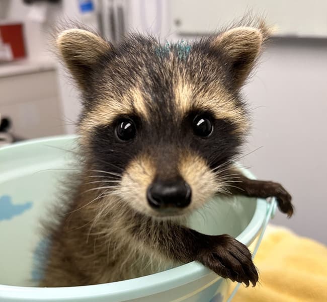 Raccoon kit