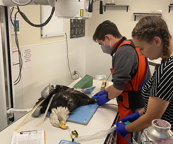Radiographing an eagle