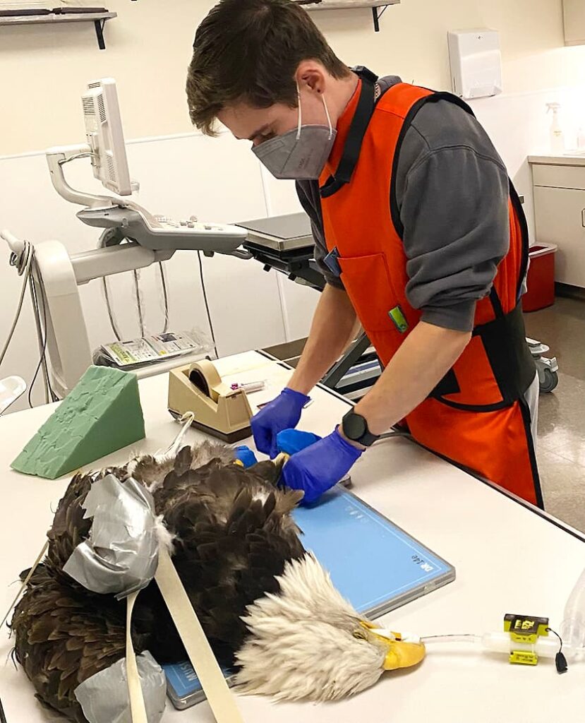 Eagle receiving a radiograph