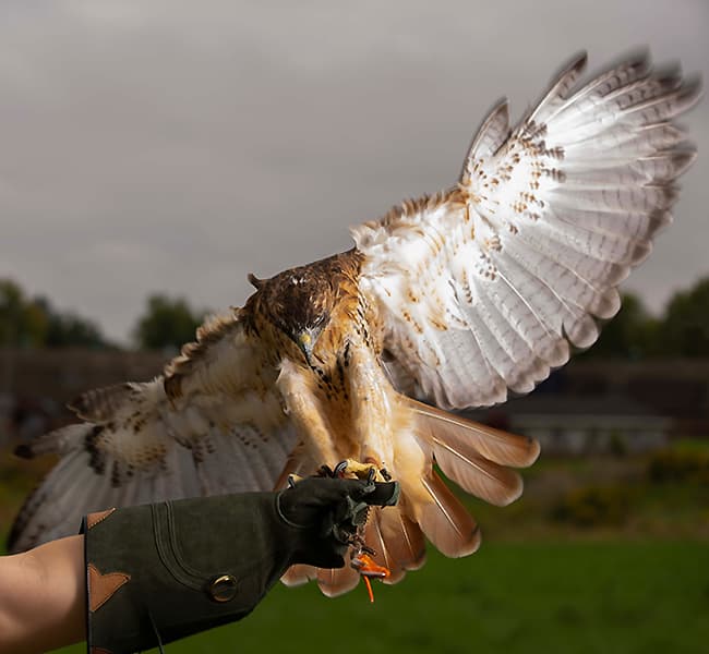 Ruby the Hawk