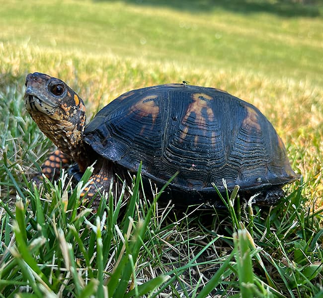 Turtle