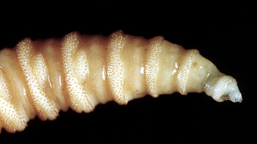New World Screwworm Case Confirmed in U.S.