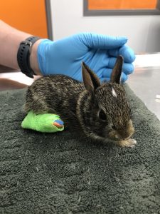 Baby bunny