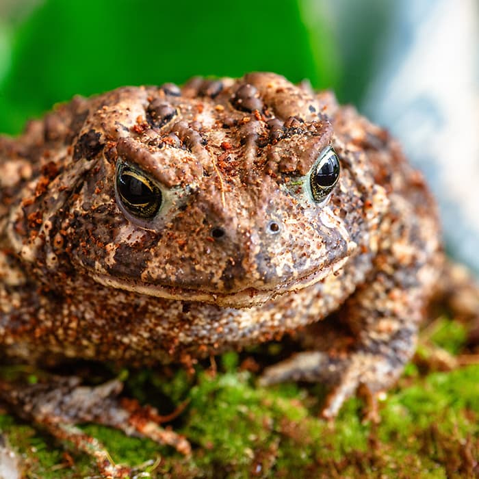 Basil