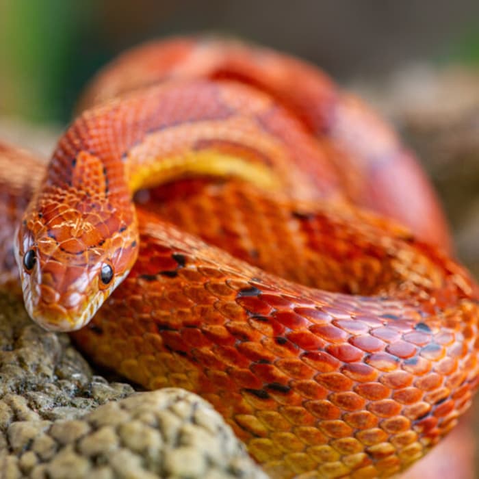 Maize