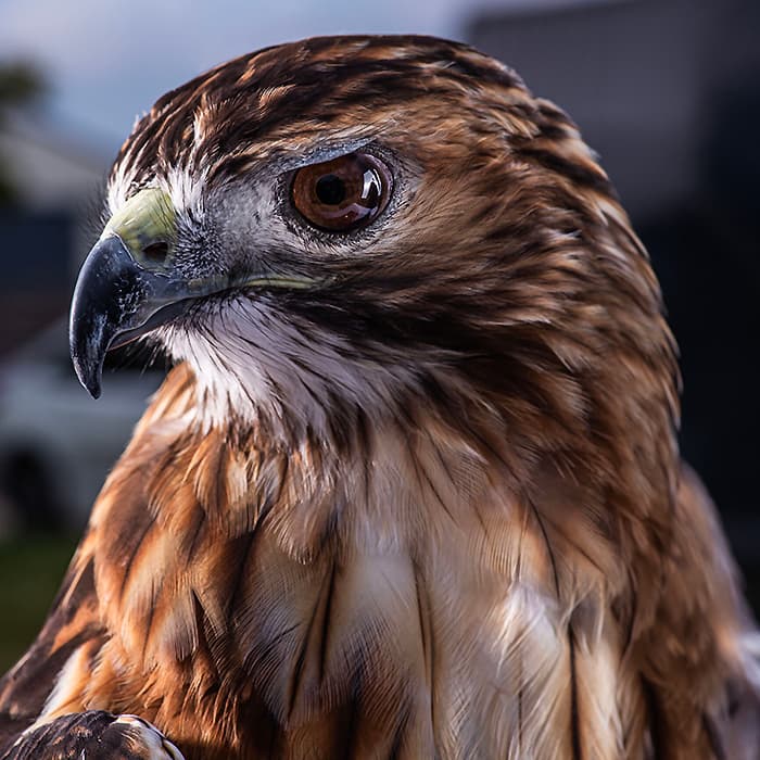 Odin