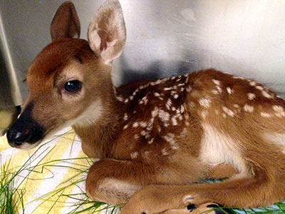 fawn