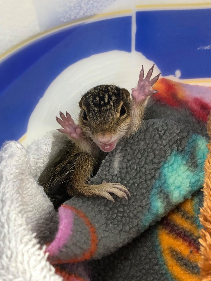 Ground Squirrel