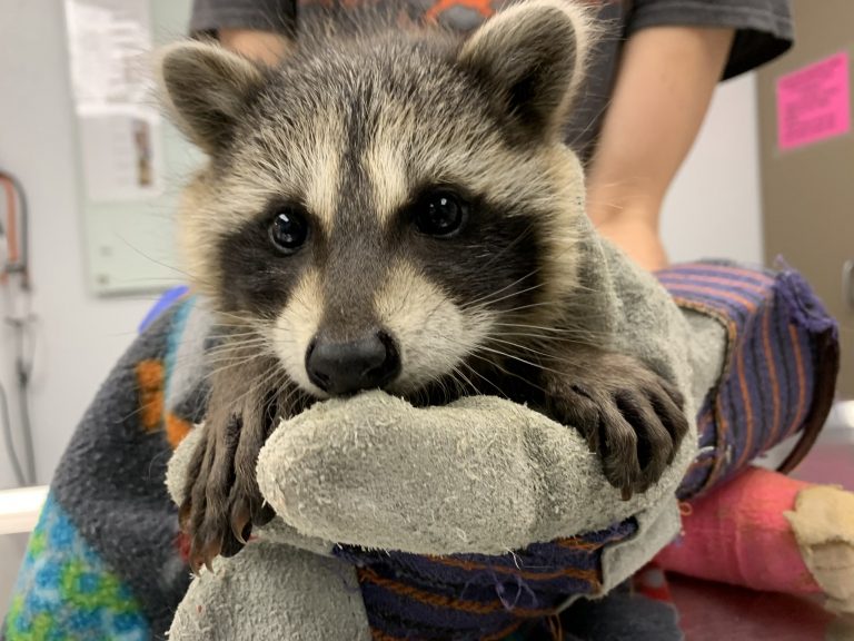 Raccoon
