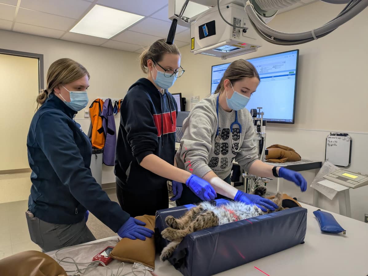 Bobcat Bulletin: A Wild Case Update