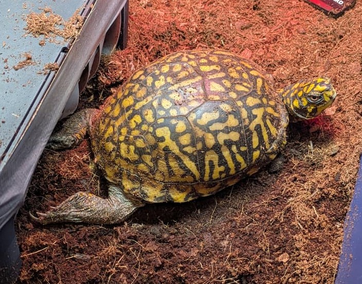 Eastern Box Turtles, Frequent WMC Patients