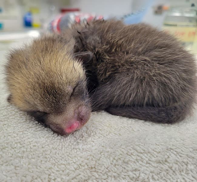 baby mamal sleeping on soft material