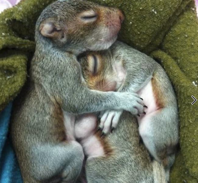 Young squirrels snuggling in cloth nest