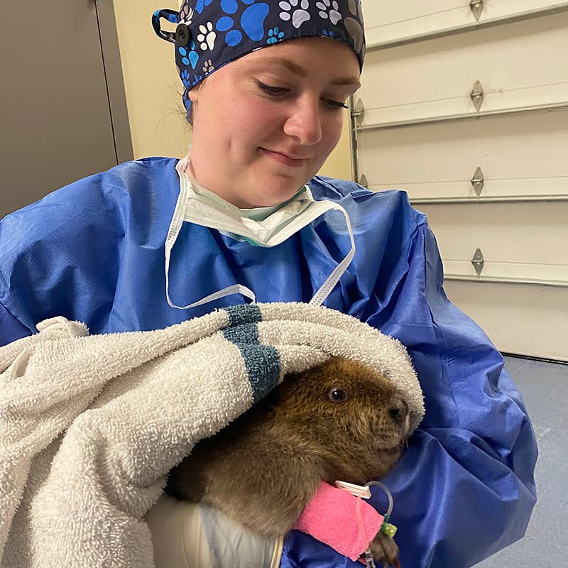 Beaver wrapped in towel with iv in paw being held by WMC staff