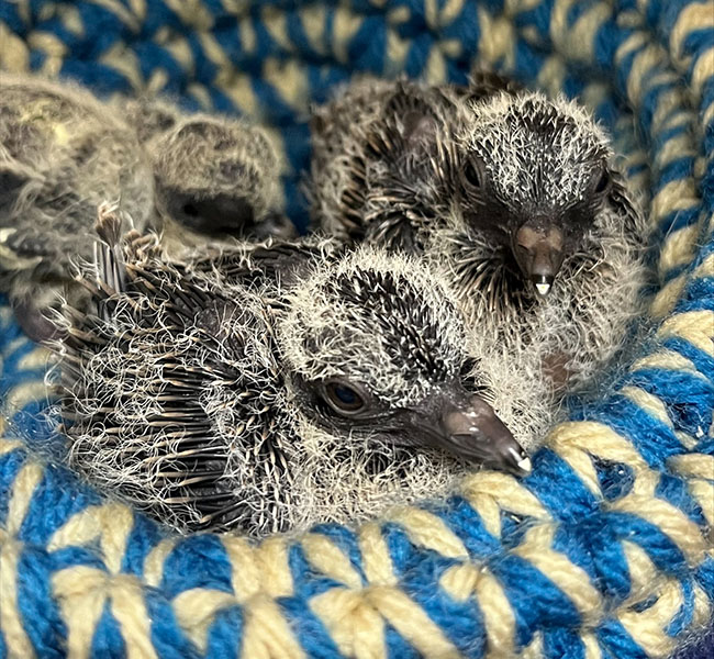Three chicks in manmade nest