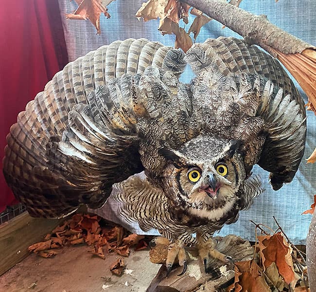 Owl with wings open in a defensive pose.