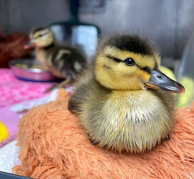 Duckling setting on orange materials while second ducklingstands near food bowl.