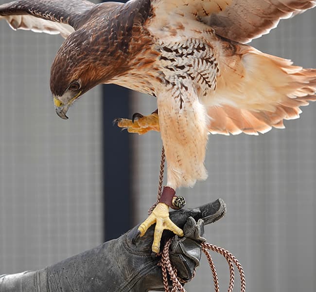 Hawk with wings spead standing on gloved hand