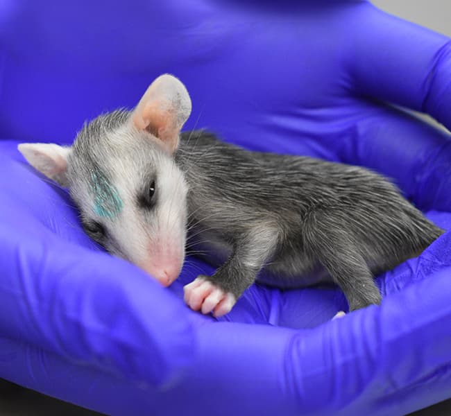 Baby opossum resting in gloved hands