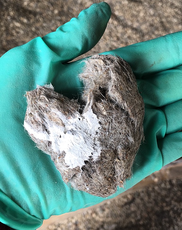 Owl pellet in palm of gloved hand