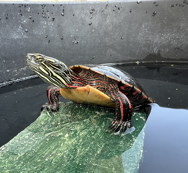 Painted Turtle climbing out of water in a tub